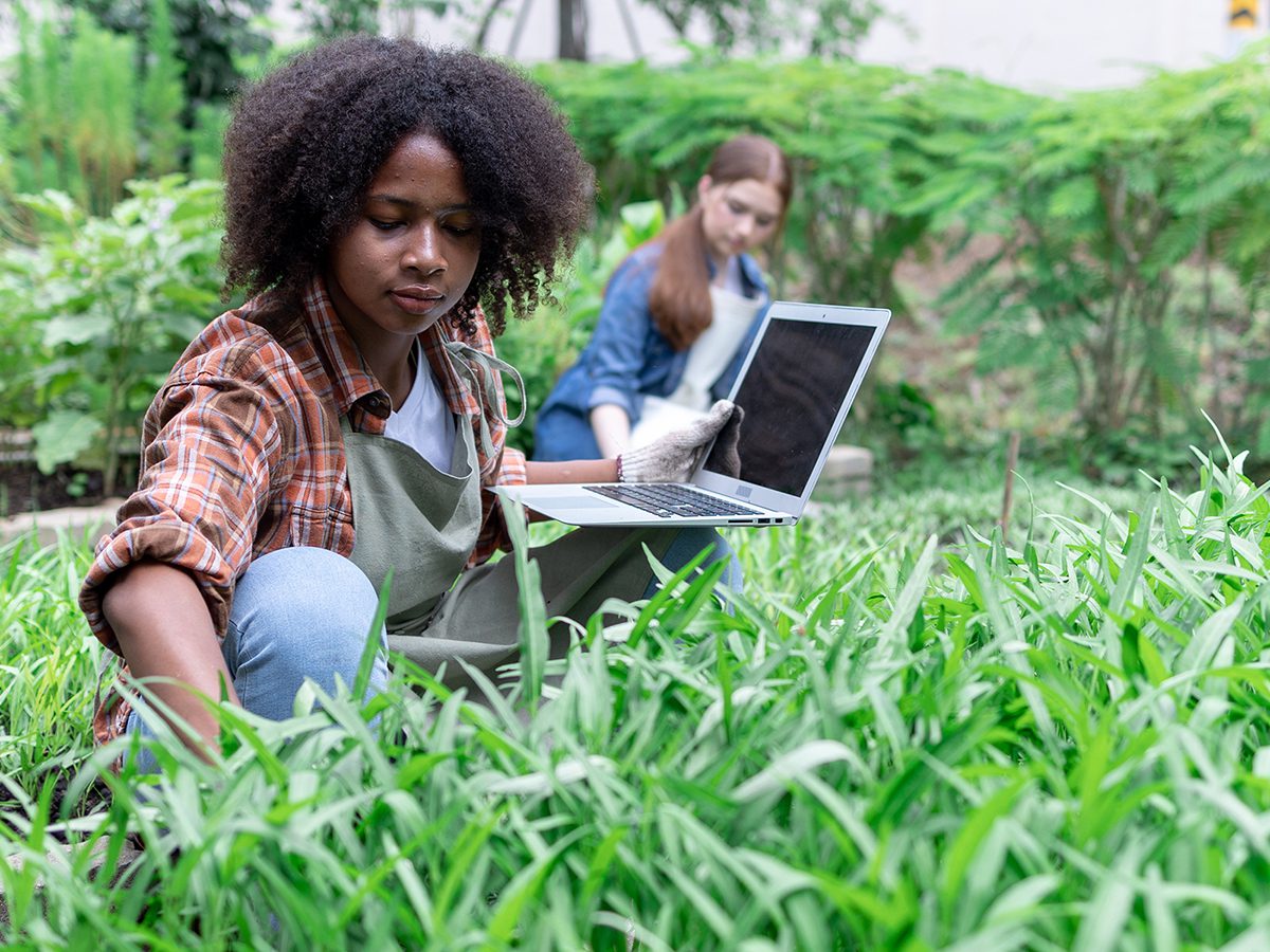 Researcher uses laptop to analyze and research agricultural crop