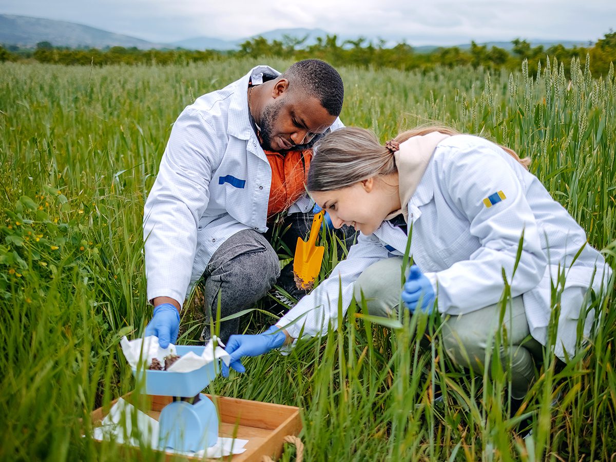 Scientists doing agricultural research in nature in crop field using laptop