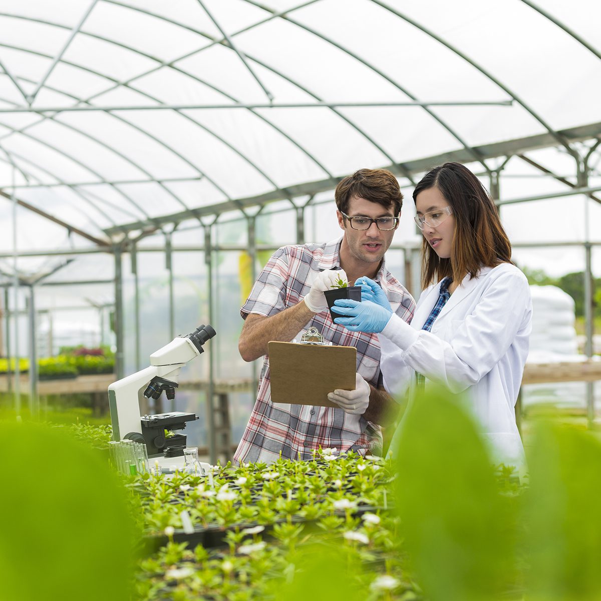 Biologists working together in a greenhouse