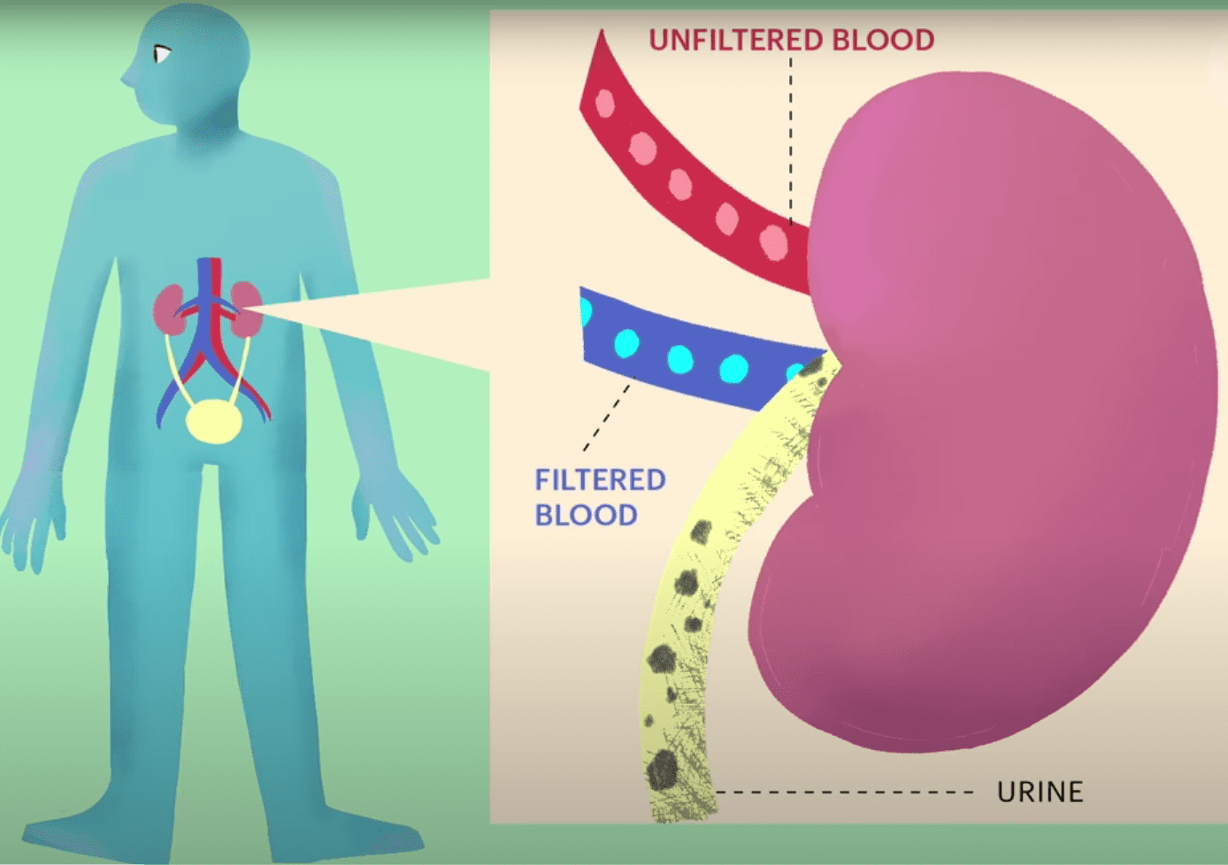 Kidney animation