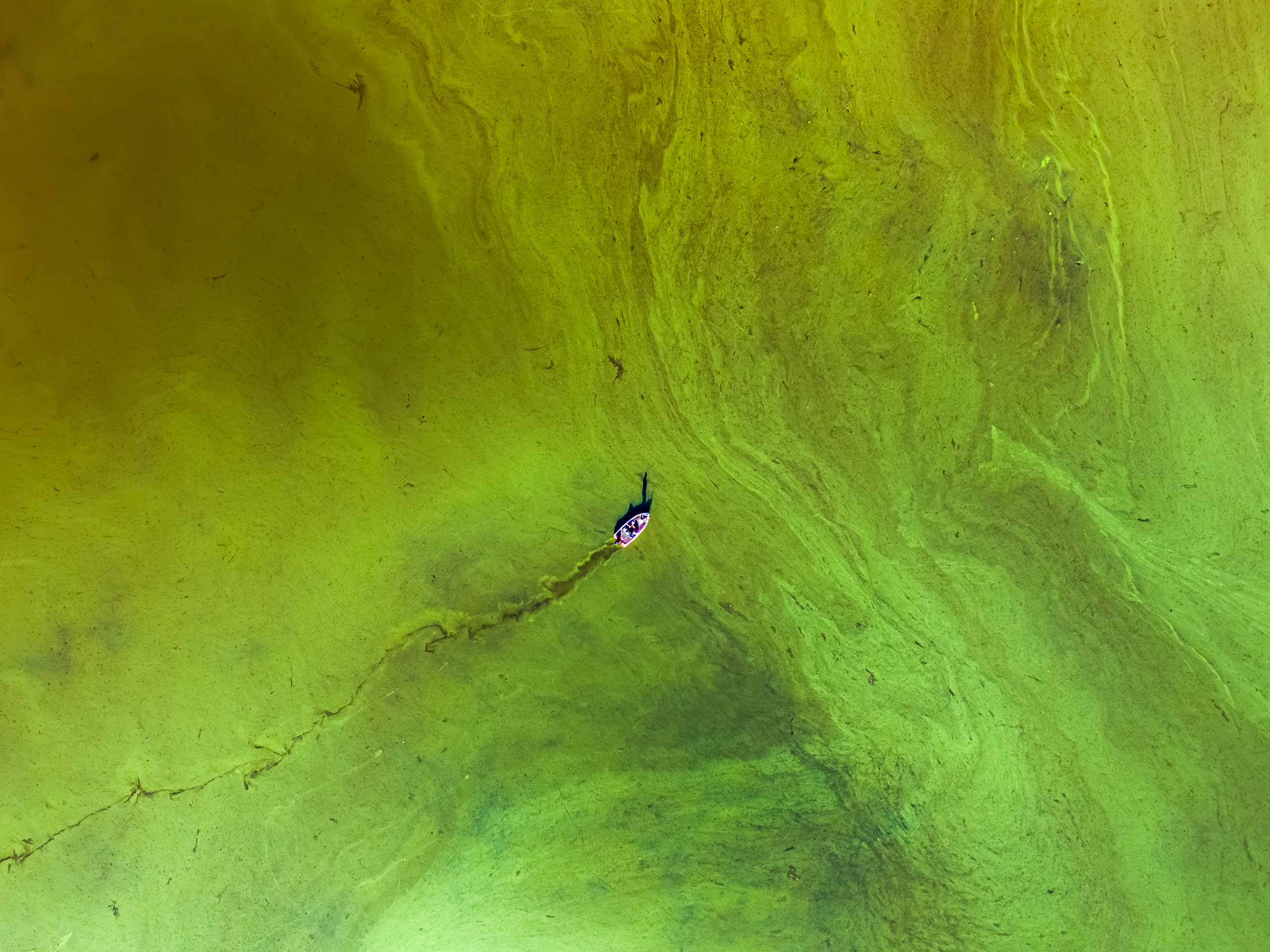 Nature-SAW2026-algal-bloom-CREDIT-Haolun (Allen) Tian